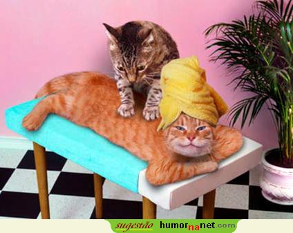 Massagem do Gato ao Gato